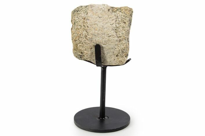 Fossil Hadrosaur Vertebra Section w/ Metal Stand - South Dakota #339905